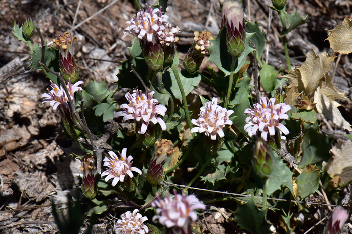 Dwarf Desertpeony, also called Desert Holly grows to about 10 inches or less and prefers elevations up to 6,000 feet. Acourtia nana 